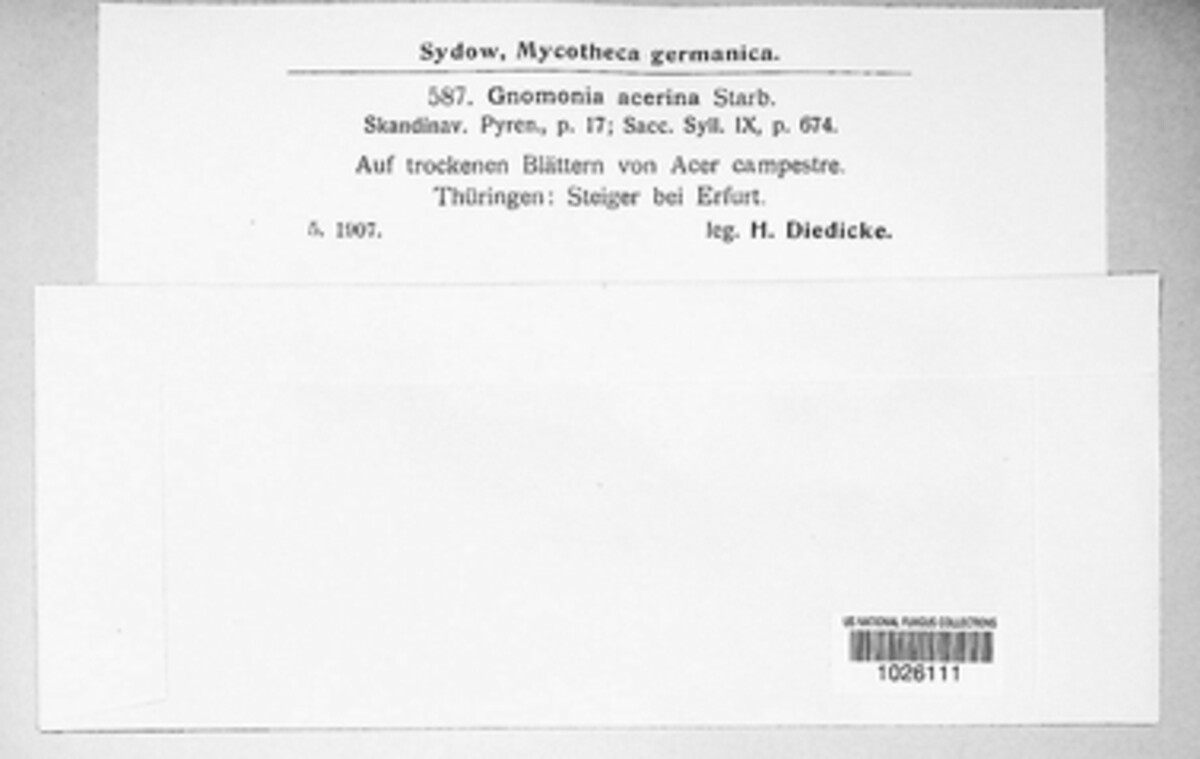 Apiognomonia acerina image